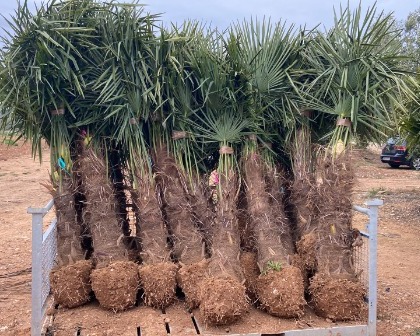 Trachycarpus fortunei rootball 60/80